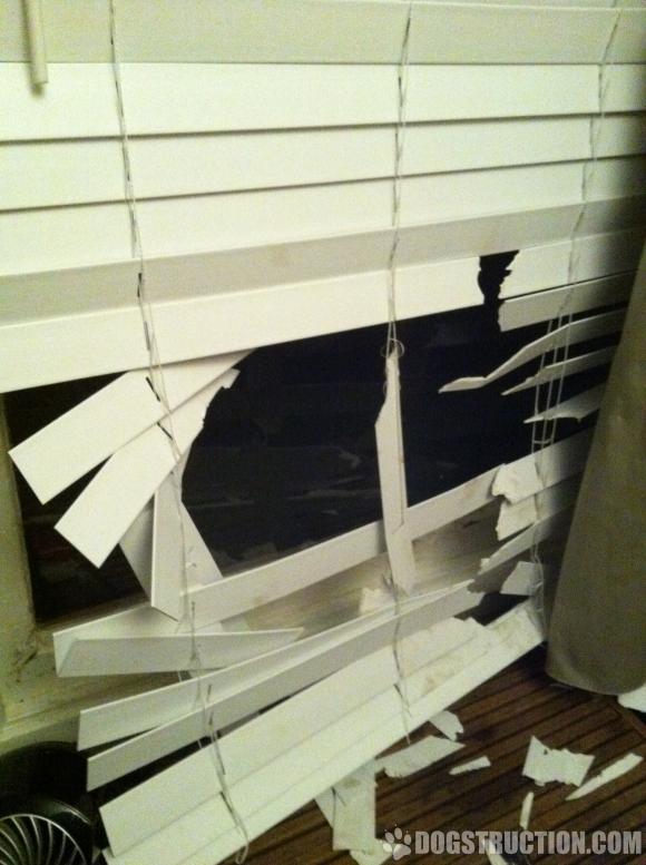 blinds dogs dog destroying keep window chew puppies toy found