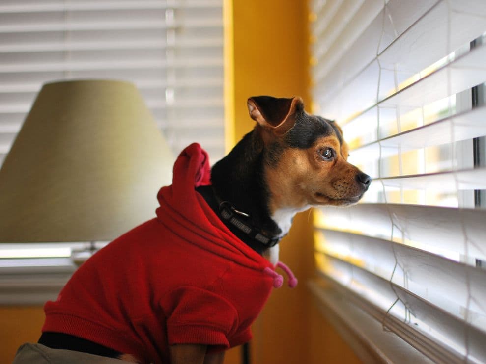 How To Keep Dogs From Destroying Blinds The Finishing Touch